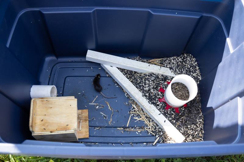 A mouse in a bin with a nest box, food and water.