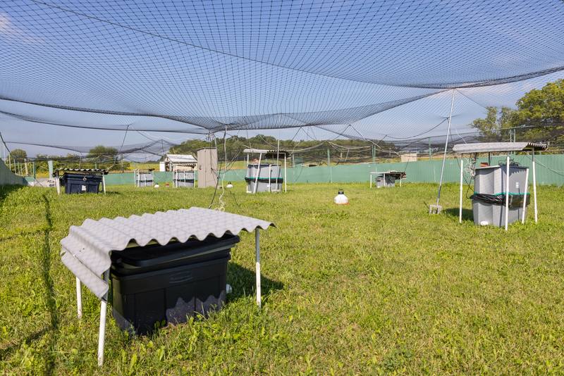 Inside an enclosure: shelters, feeders, and the netting overhead.