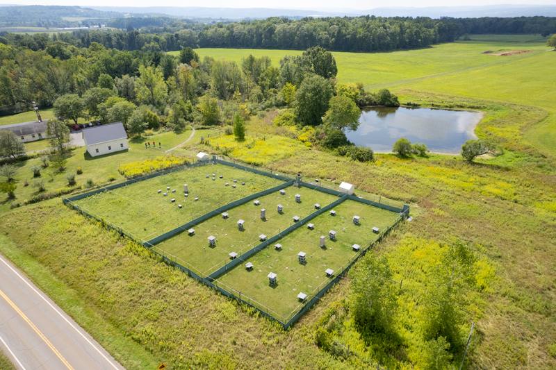 The three enclosures, with the pond and the field station buildings beyond.