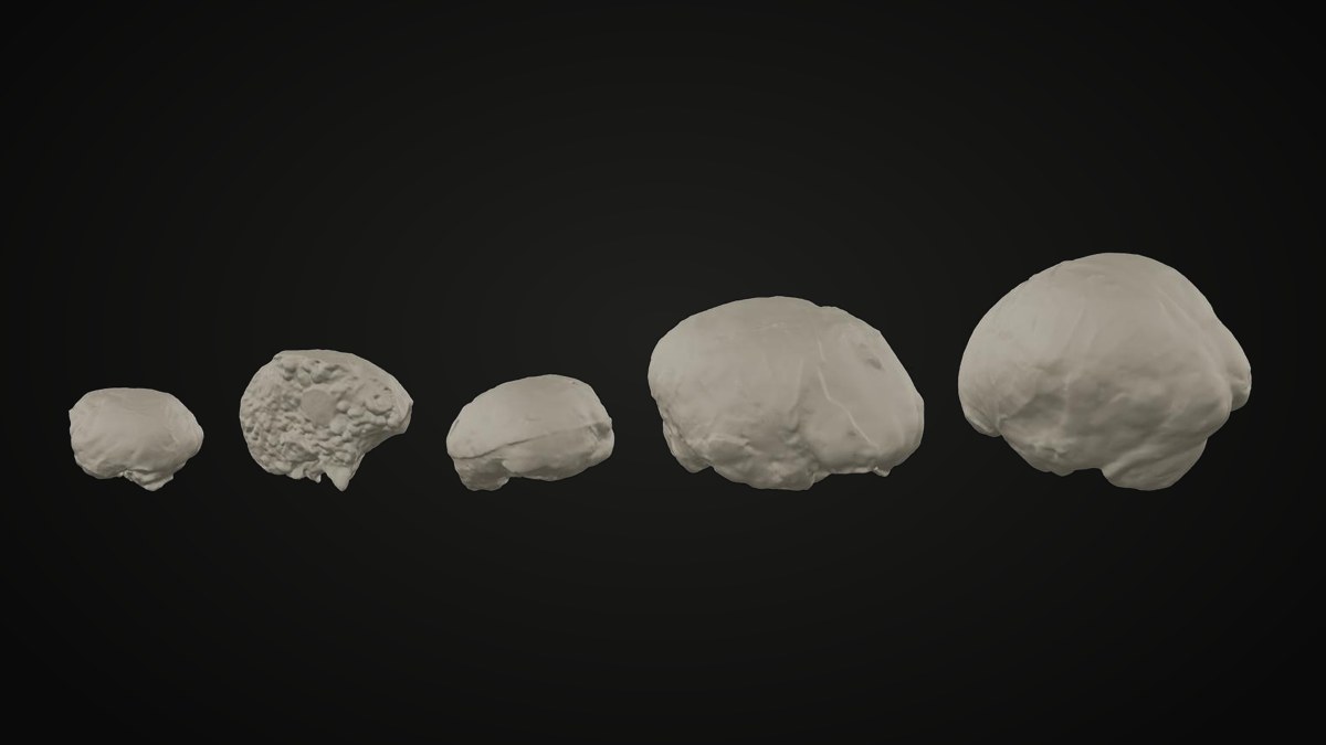 Endocasts in 3D